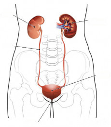 Logo Oberarzt (w/m) für Urologie - einschließlich Kinderurologie